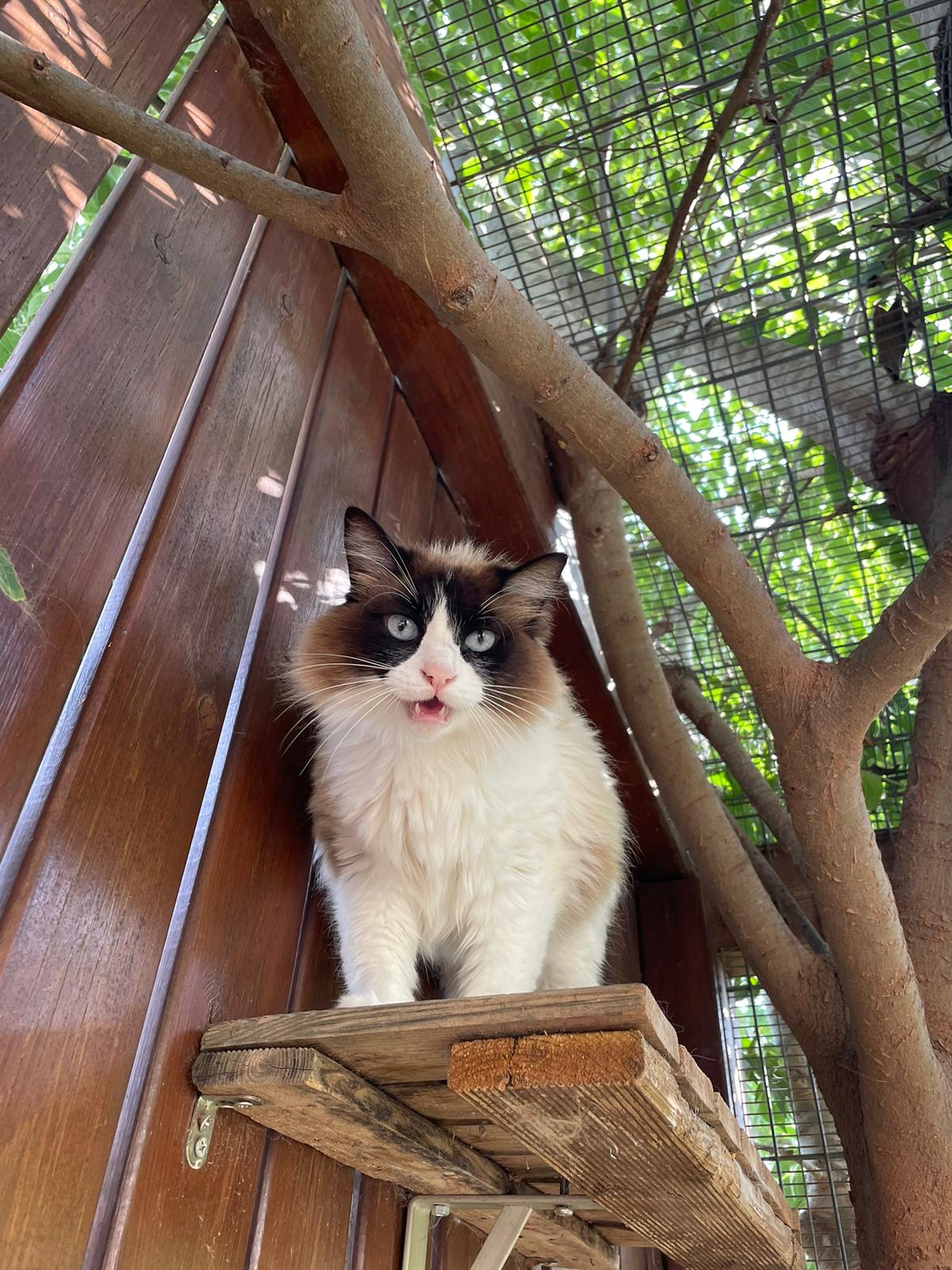 Estancia para gatos