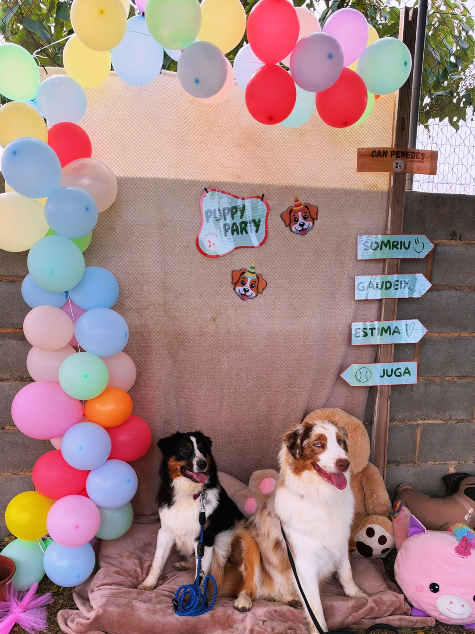 Deux chiens dans le décor photo de la Puppy Party, entourés de ballons colorés.