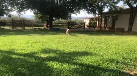 Un gos gaudint d&rsquo;un espai exterior de Can Pened&egrave;s